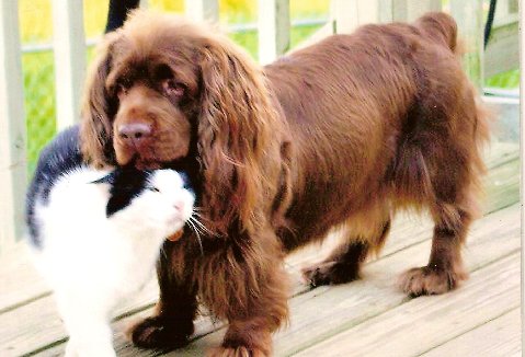 sussex spaniel breeders