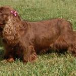 Ch Remedi's Sodalite CGC TDI -  Soda

Ch Merchant Jasper Farebrother X Ch Three D First Noelle
11 September 1998 - 22 October 2011