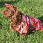 Hollybrooke Sassy Shadow - Sassy

Ch Pennygader Nathaniel X Ch. Hollybrooke Begonia
1 November 2000 - 24 October 2011
