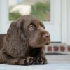 Hattie
